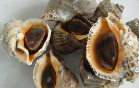 吃海螺頭暈怎么辦?吃海螺有哪些好處?