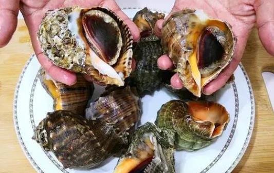 糖尿病患者可以吃海螺嗎?海螺有哪些營養價值?