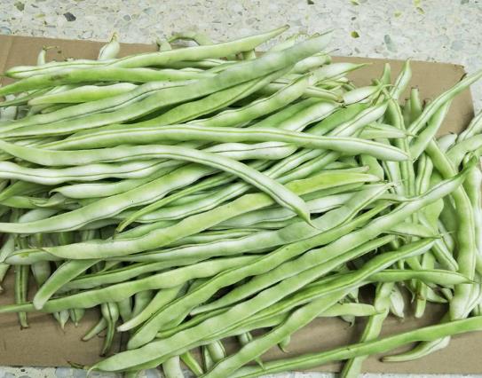 烹飪四季豆時需要注意什么事項?四季豆的營養價值有哪些?