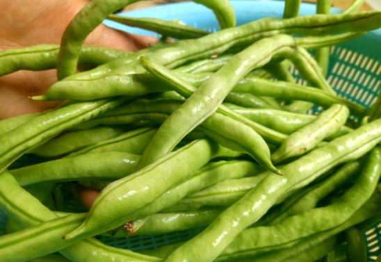 烹飪四季豆時需要注意什么事項?四季豆的營養價值有哪些?