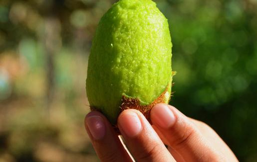 獼猴桃汁可以加蜂蜜嗎 每天一杯獼猴桃汁的好處