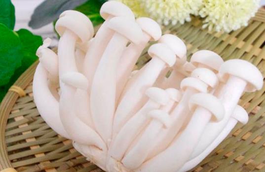 白玉菇是發物嗎?哪些人不宜吃白玉菇?