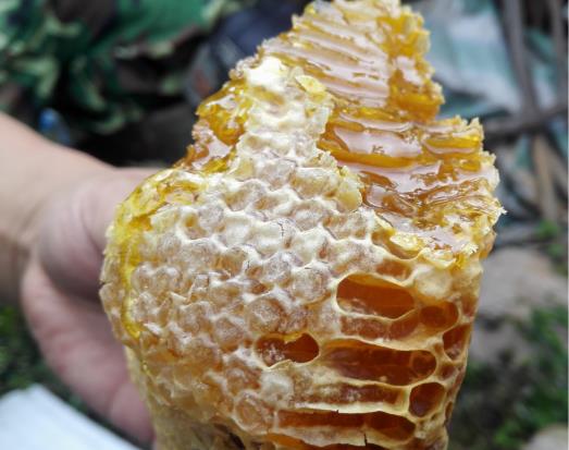 食用老巢蜜要注意什么事項?老巢蜜的功效和作用