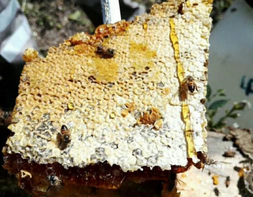 食用老巢蜜要注意什么事項?老巢蜜的功效和作用