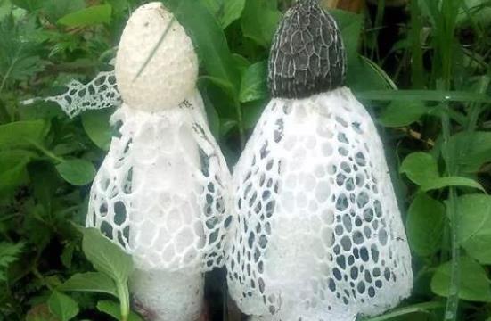 竹蓀會回奶嗎?竹蓀是發物嗎?