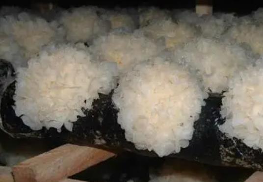經期可以吃銀耳嗎?經期吃銀耳有哪些好處?