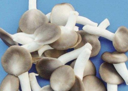 經期可以吃秀珍菇嗎?吃秀珍菇有哪些好處?