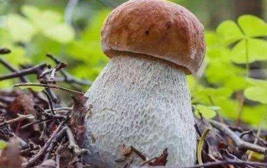 牛肝菌泡發是黑色的正常嗎?吃牛肝菌有哪些好處?