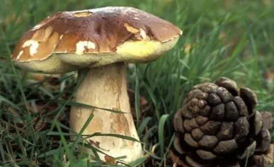 牛肝菌泡發是黑色的正常嗎?吃牛肝菌有哪些好處?