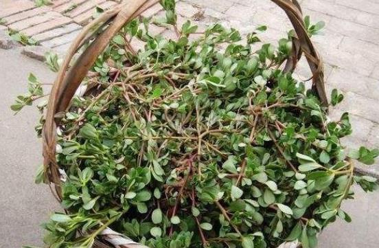 馬齒莧的食用禁忌有什么?馬齒莧的營養價值是什么?