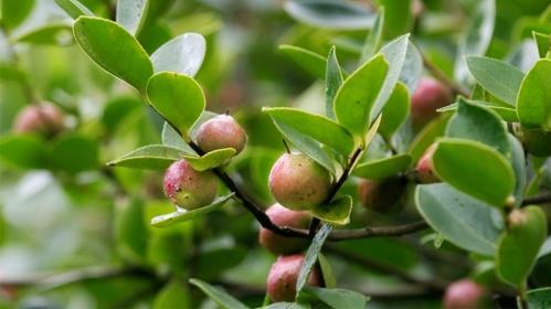 花深里特級有機鮮榨山茶油 只為國人吃的健康更安心