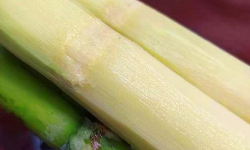 青皮甘蔗裂開(kāi)能吃嗎 煮過(guò)的甘蔗還是寒性食物嗎