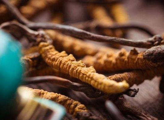 蟲草泡白酒還用加什么嗎?新鮮蟲草和干蟲草哪個營養價值高