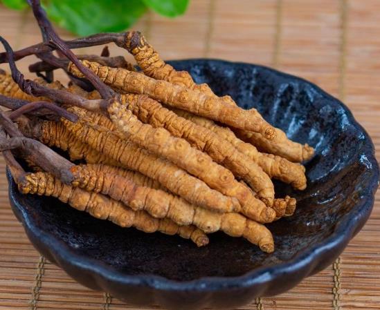 蟲草泡白酒還用加什么嗎?新鮮蟲草和干蟲草哪個營養價值高