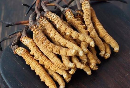蟲草發霉是怎么樣的?蟲草霉了還可以吃嗎