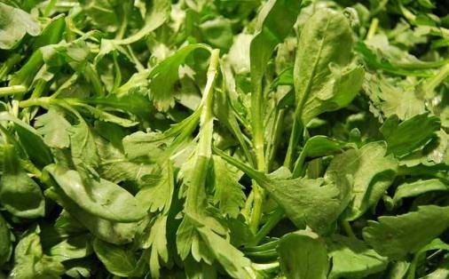 過敏體質能吃茼蒿菜嗎 長期吃茼蒿有什么副作用嗎