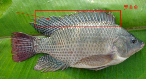 羅非魚和鯽魚的區別圖片及辨別技巧6