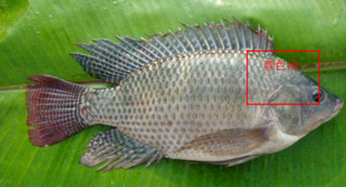 羅非魚和鯽魚的區別圖片及辨別技巧2