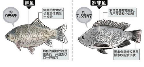 羅非魚和鯽魚的區別圖片及辨別技巧7
