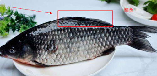 羅非魚和鯽魚的區別圖片及辨別技巧5