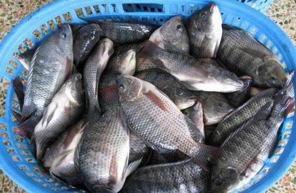 羅非魚是哪來的?和鯽魚有關系嗎?