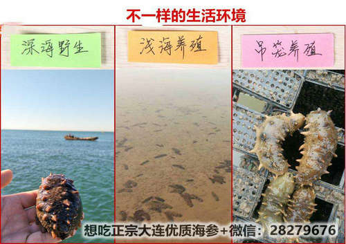 海參的泡發(fā)方法竟如此簡單!細數(shù)干海參泡發(fā)的正確方法 src=http___5b0988e595225.cdn.sohucs.com_images_20200407_b3833c3a993c48869526aec23d7c7702.jpeg&refer=http___5b0988e595225.cdn.sohucs.jpg