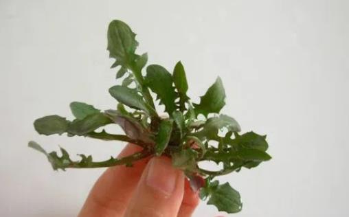 苦菜有什么營養價值?苦菜怎么吃最好?