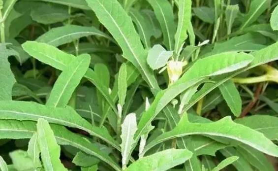 苦菜怎么放可以長期保存嗎? 苦菜有什么營養價值?