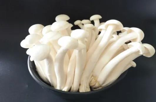 手術后可以吃白靈菇嗎?白靈菇有哪些功效?