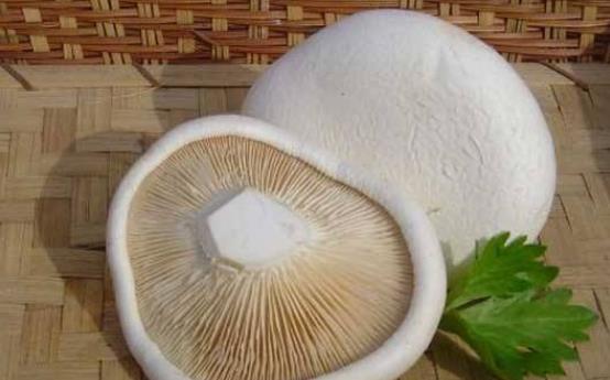 手術后可以吃白靈菇嗎?白靈菇有哪些功效?