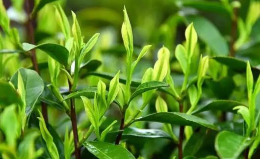 清明茶什么時候開始采 清明茶是什么時候的茶