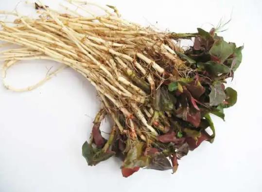 魚腥草涼拌是直接生拌嗎?魚腥草煮水可以天天喝嗎