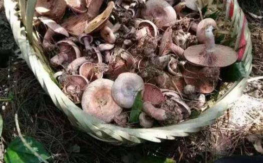 松樹菌可以吃嗎?松樹菌有毒嗎?