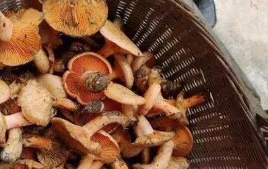 痛風可以吃松樹菌嗎?松樹菌有哪些功效?