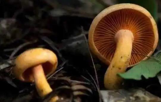 痛風可以吃松樹菌嗎?松樹菌有哪些功效?