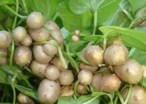 山藥豆怎么長期保存?山藥豆發芽了是什么樣子的圖片