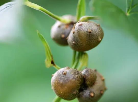 山藥豆發(fā)芽了還能吃嗎?山藥豆和山藥有什么關系