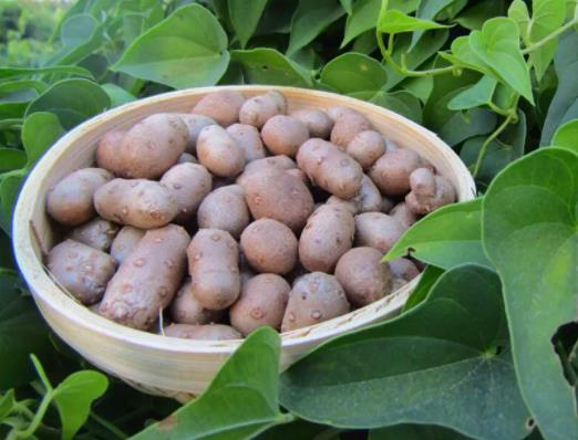 吃山藥豆有什么好處?山藥豆怎么放才不發芽