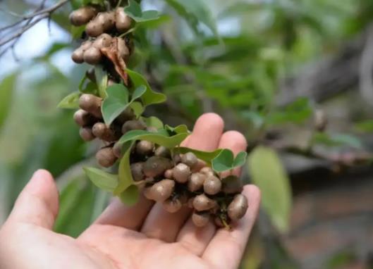 山藥豆和山藥的營(yíng)養(yǎng)價(jià)值一樣嗎?山藥豆發(fā)芽了還能吃嗎