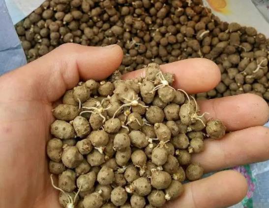 山藥豆發(fā)芽了還能吃嗎?山藥豆和山藥有什么關系