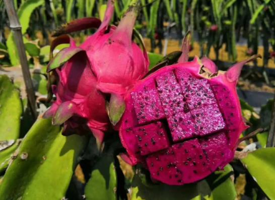 為什么吃紅心火龍果尿液會變紅?火龍果可以放多久