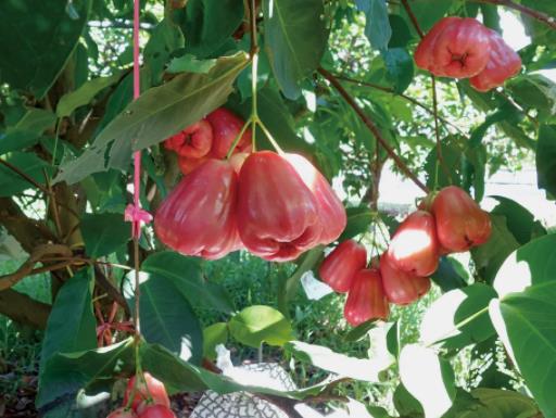 蓮霧里面的白色蟲子是什么蟲子?蓮霧里面有蟲子吃到肚子里怎么辦