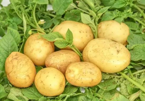土豆發芽了把芽去掉還能吃嗎?土豆發芽去掉芽剩下的可以吃嗎