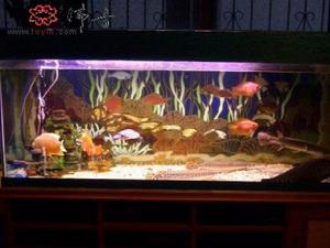 風(fēng)水魚有哪些？風(fēng)水魚缸擺放位置