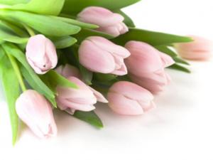 百合花對家居環(huán)境的影響-百合花的風水學應用