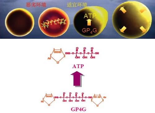 GP4G鹵蟲提取物能修復DNA損傷嗎?