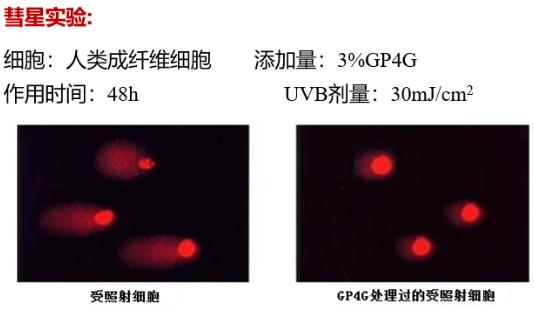 GP4G鹵蟲提取物能修復DNA損傷嗎?