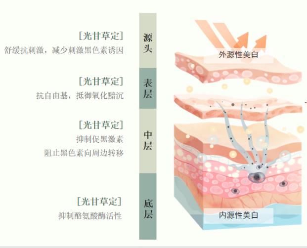 光甘草定被譽為美白黃金,是更適合中國膚質的美白成分
