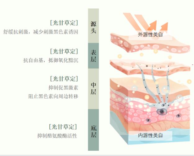 美白成剛需,”光甘草定“這個美白新貴不容忽視!