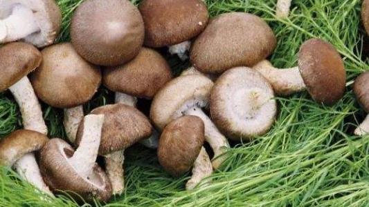 養(yǎng)顏一直是愛美女性恒古不變的話題 經(jīng)期養(yǎng)顏抗衰老五種食物